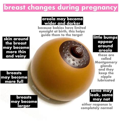 areola during pregnancy pictures|Pregnancy Nipples vs Normal Nipples Pictures